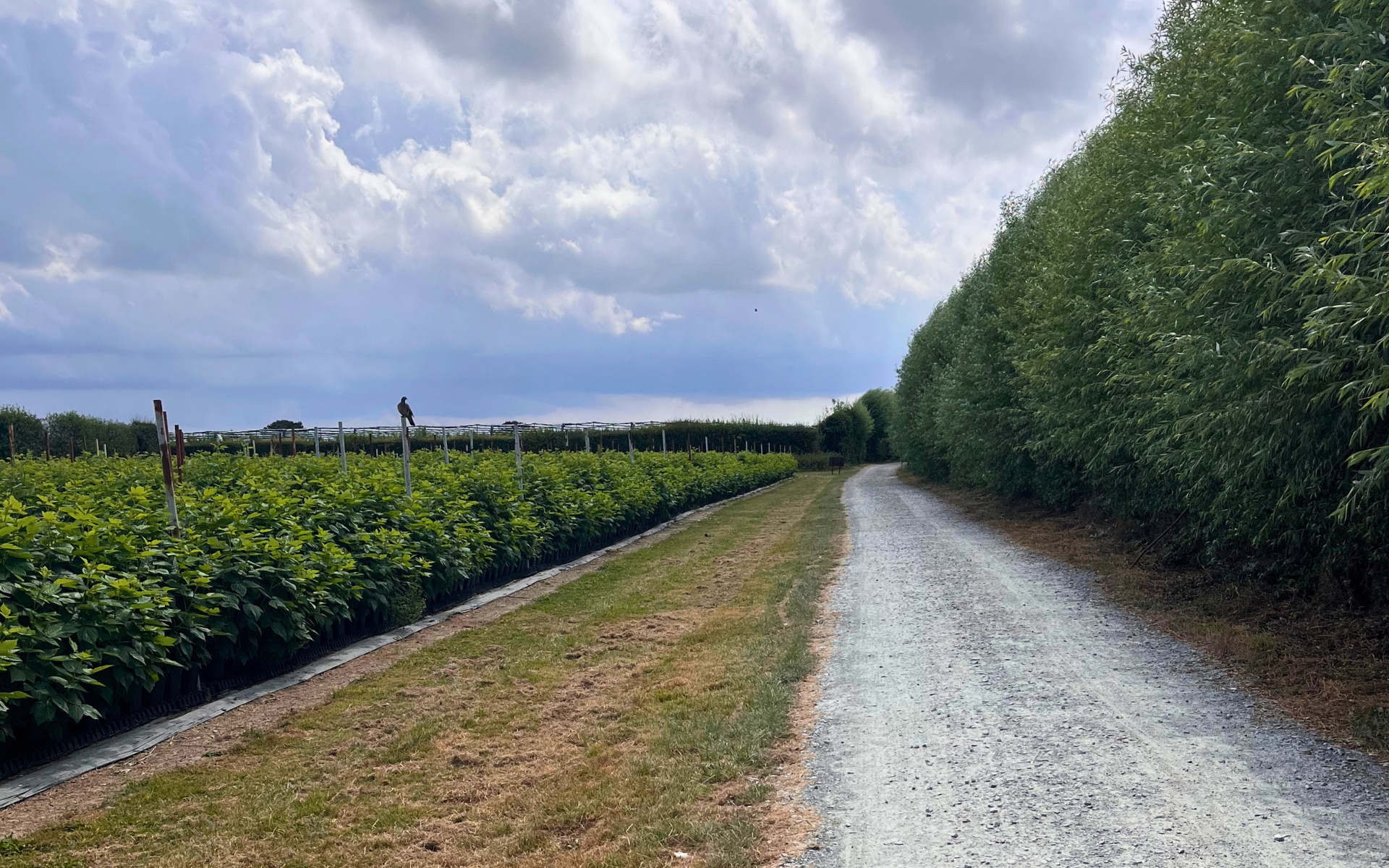 Hedgerow path through a Kent nursery